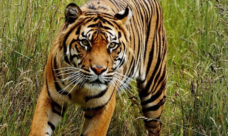 Harimau adalah predator di hutan.