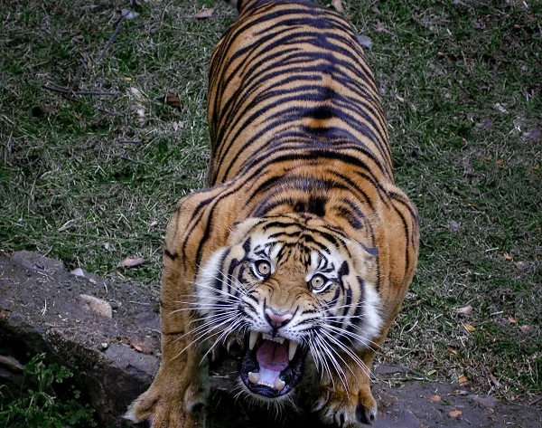 Harimau Sumatera adalah salah satu subspesies harimau yang ditemukan di pulau Sumatera
