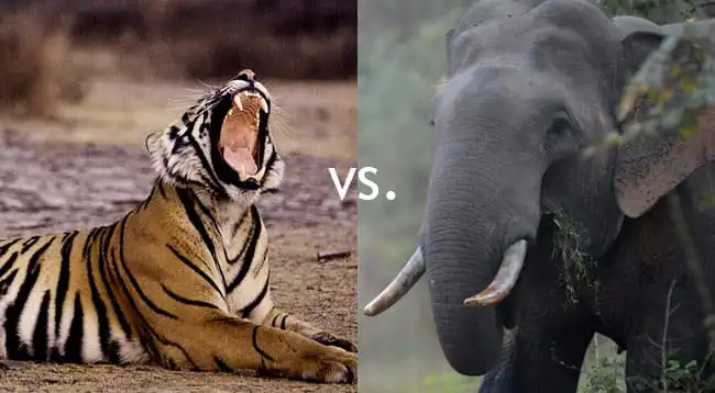 Harimau melawan gajah